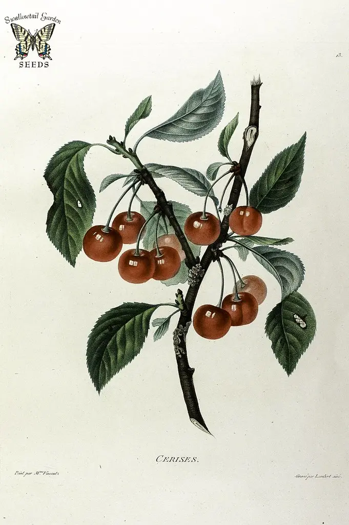 Cerises. Sour cherry, Wild cherry. For pies and tarts. More nutritional than sweet cherries, trees easier to grow. Birds are crazy for them.