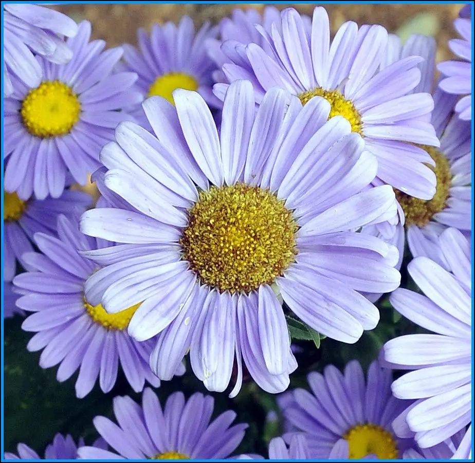 Blue Daisy at Monticello
