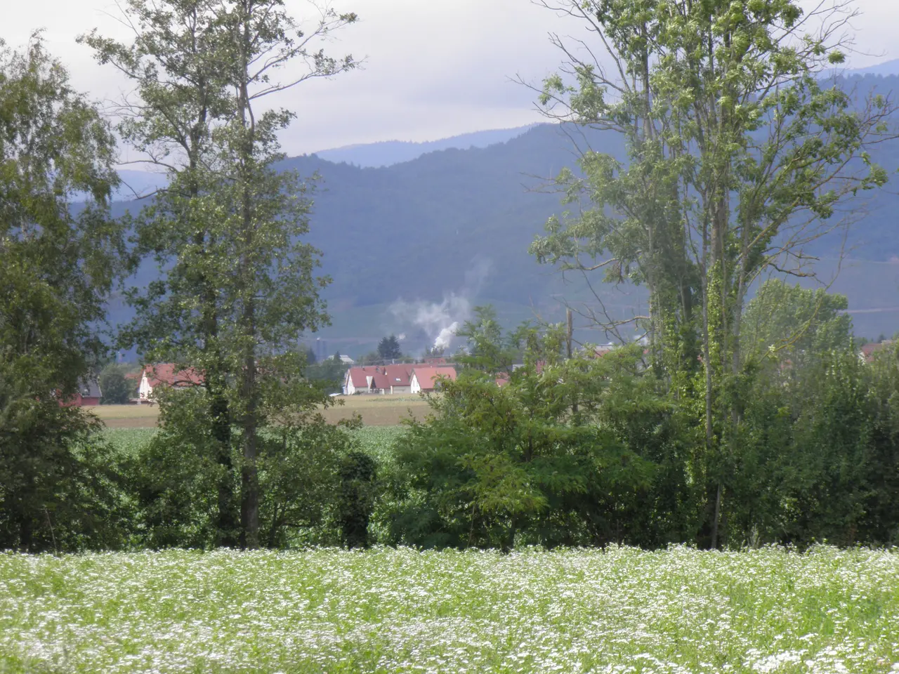 Paysage (Aspach-le-Bas)