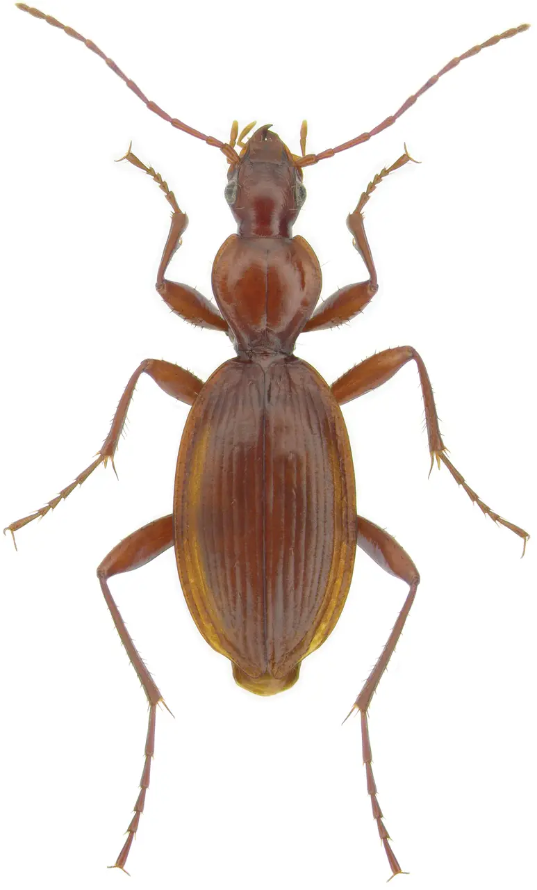 Rhadine lindrothi Barr - ZooKeys-245-001-g037
