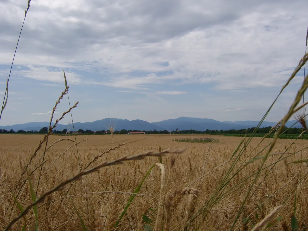 Battenheim vue3