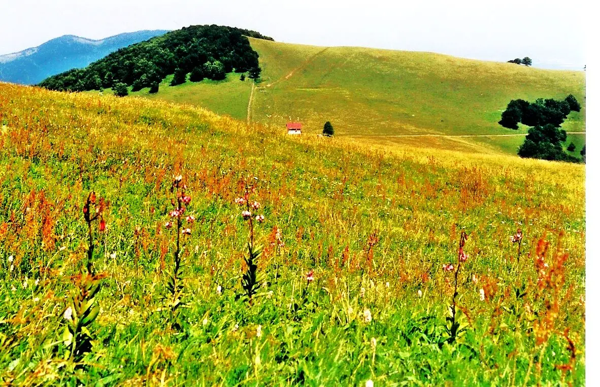 Bitschwiller-lès-Thann. Sommet du Thanner-Huebel,vu du Rossberg
