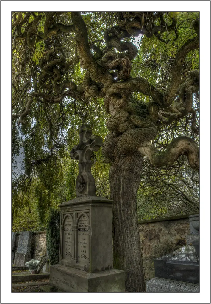 Sophora du Japon au cimetière (Japanese Sophora at Bollwiller Cemetery) de Bollwiller