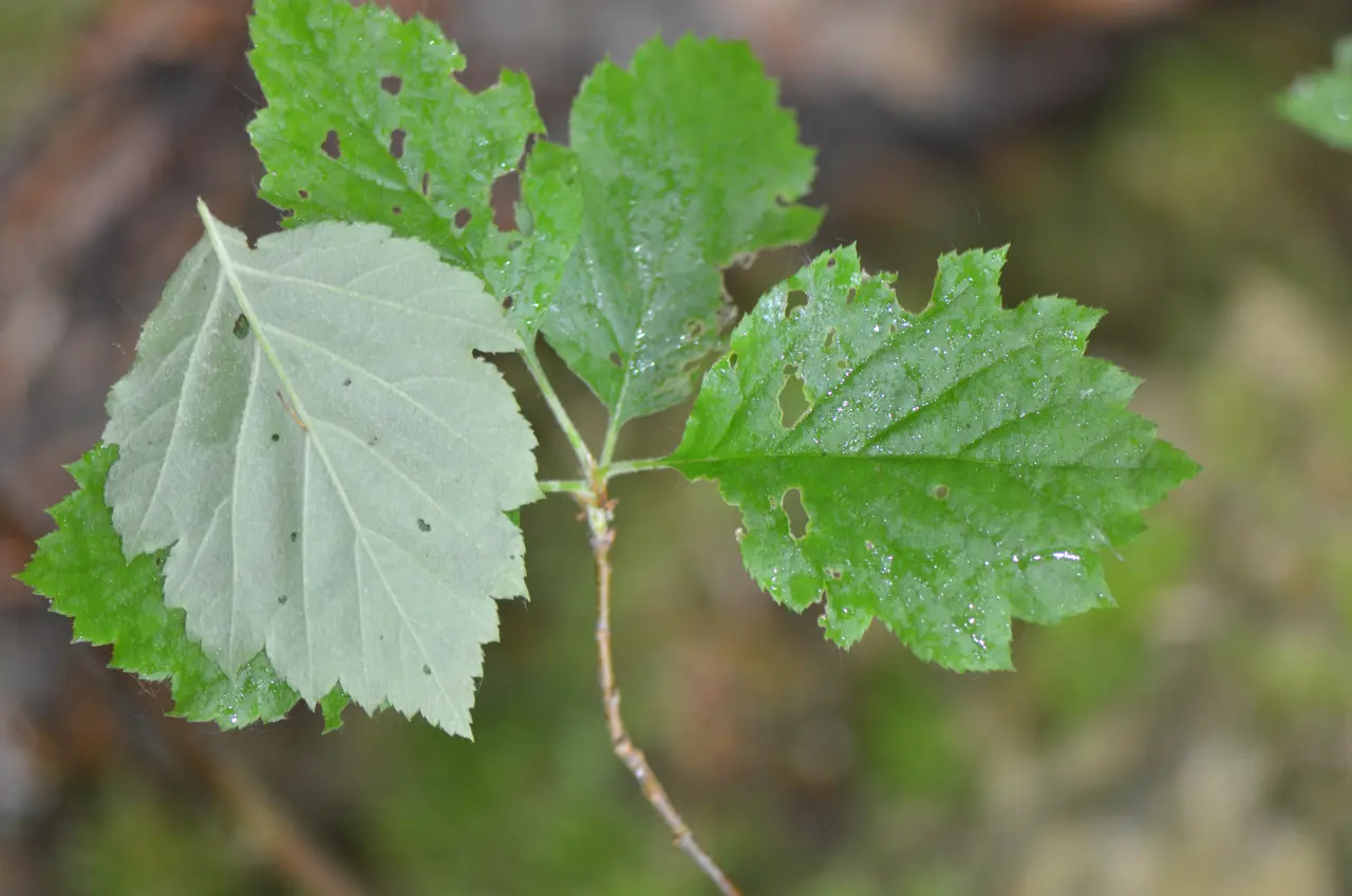 Alisier hybride (Castille Clouange)