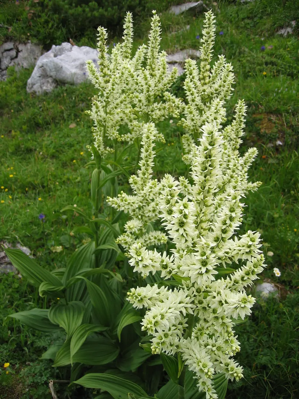 Veratrum album Dachstein