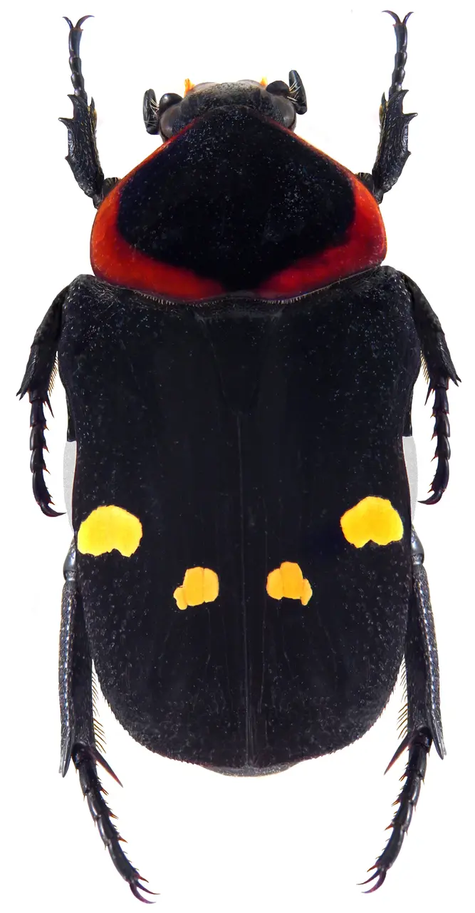 File:Glycyphana binotata (Gorcy & Percheron, 1833) (5022479265).jpg