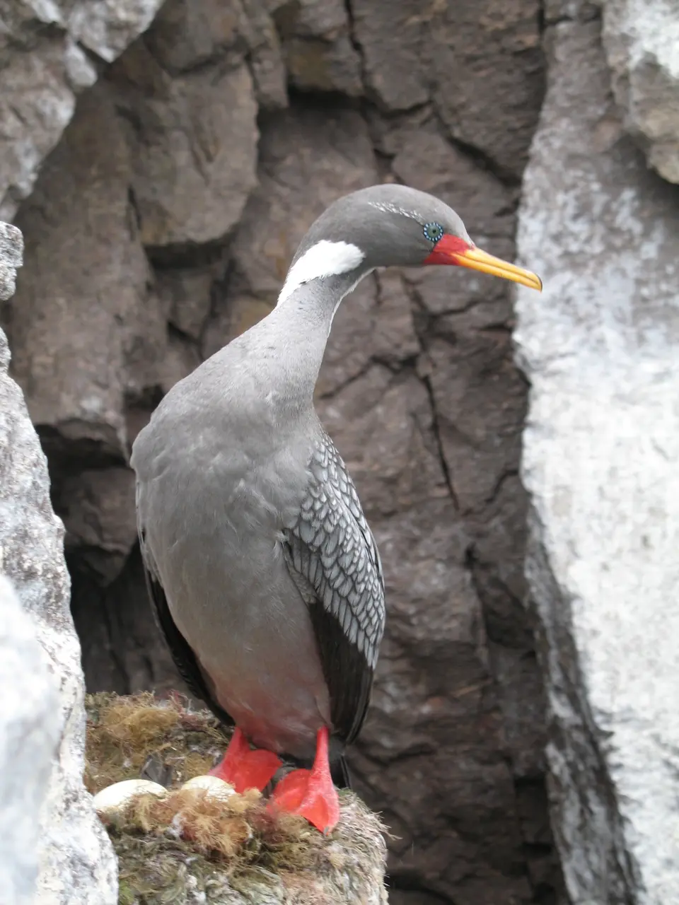 Cormoran gris en Puesto del japones
