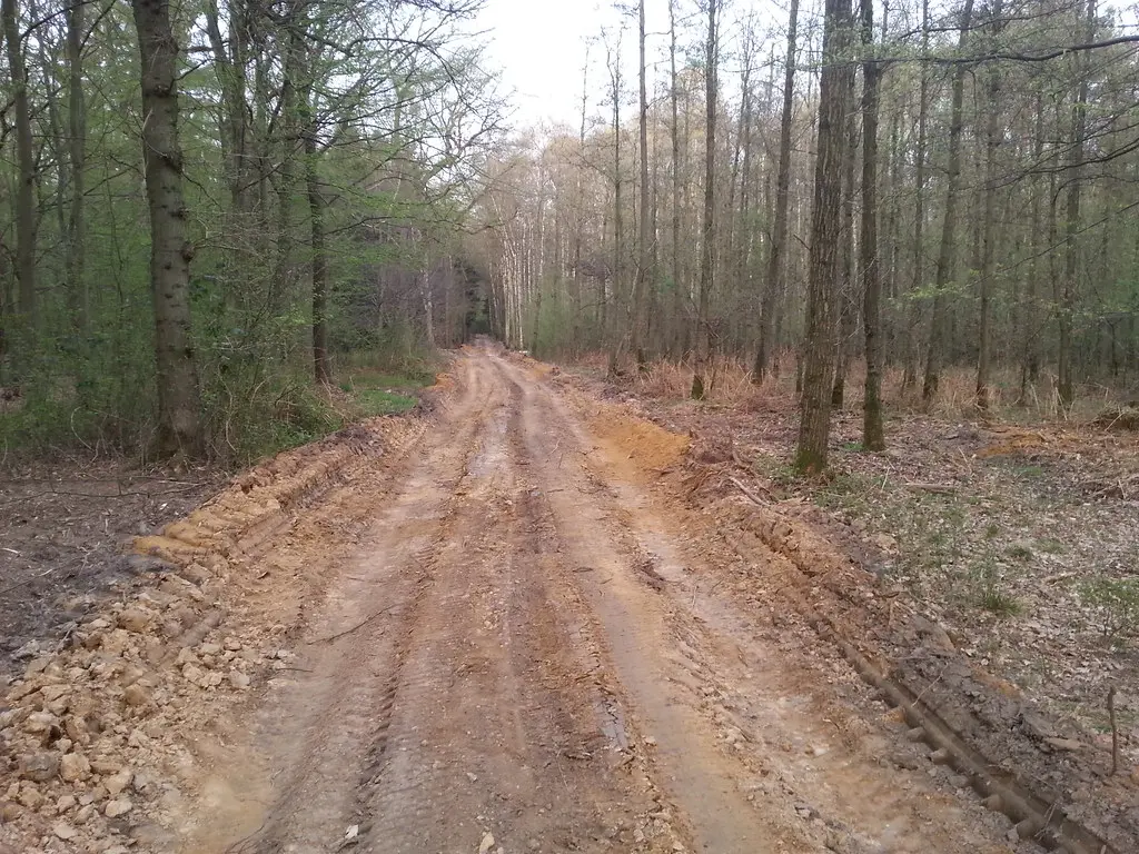 Hambacher Forst