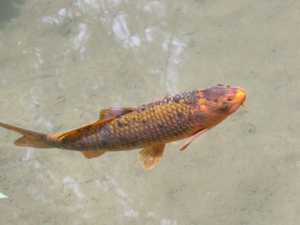 Giardino Botanico - Fondazione Andre Heller - Gardone Riviera - fish - Koi carp - Chargoi