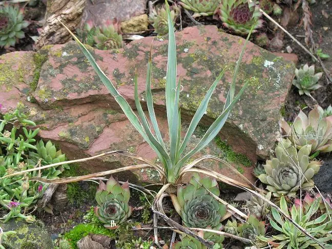 Yucca angustissima subsp. avia fh 1184.40 in cultur in der Sammlung F. Hochstatter UT B