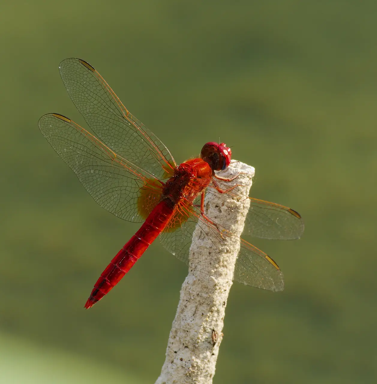 2015.08.07.-01-Anglersee Huettenfeld-Lampertheim--Feuerlibelle-Maennchen