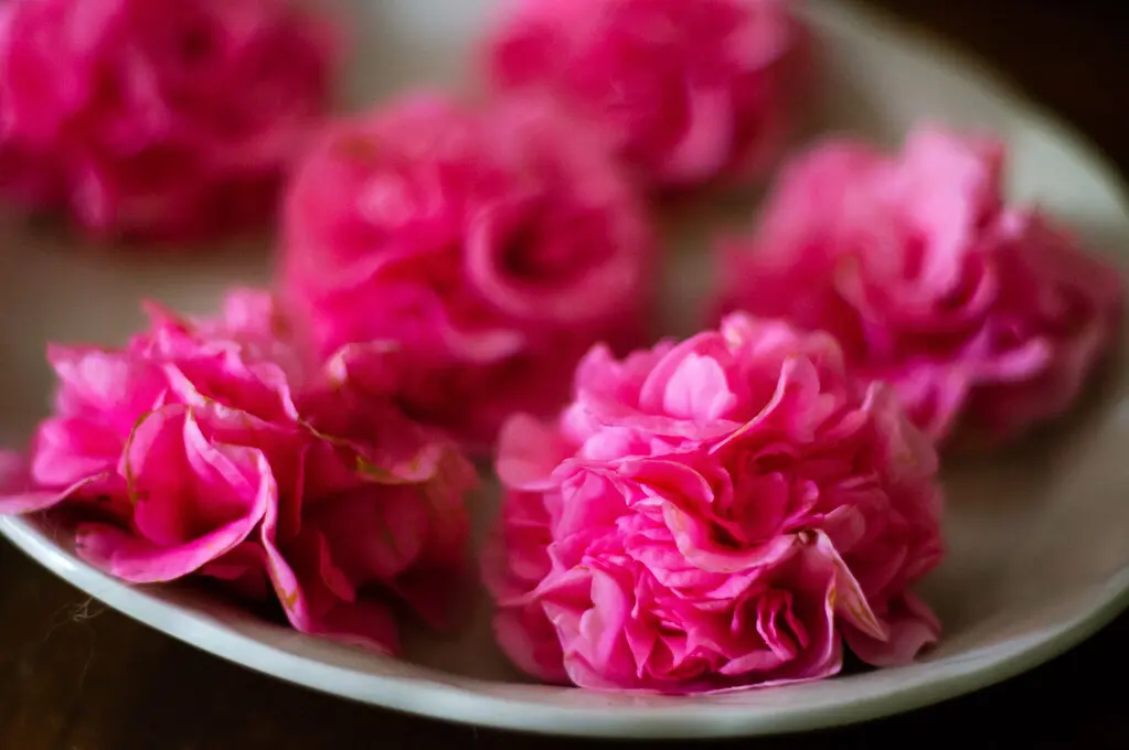 Tabletop magenta