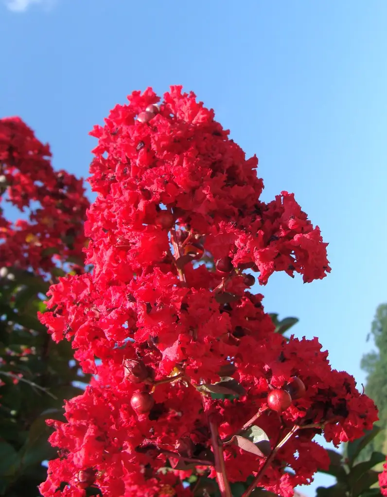 Crepe Myrtle flowers, magenta, unretouched color