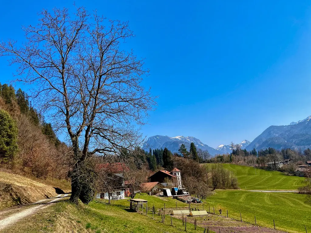 Tree and mountains in Morsbach near Kufstein in Tyrol, Austria