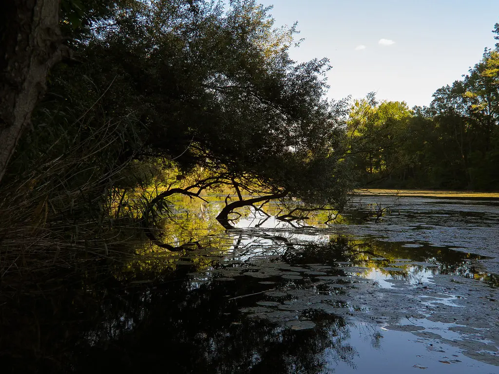 Étang de pêche - Moulins-lès-Metz