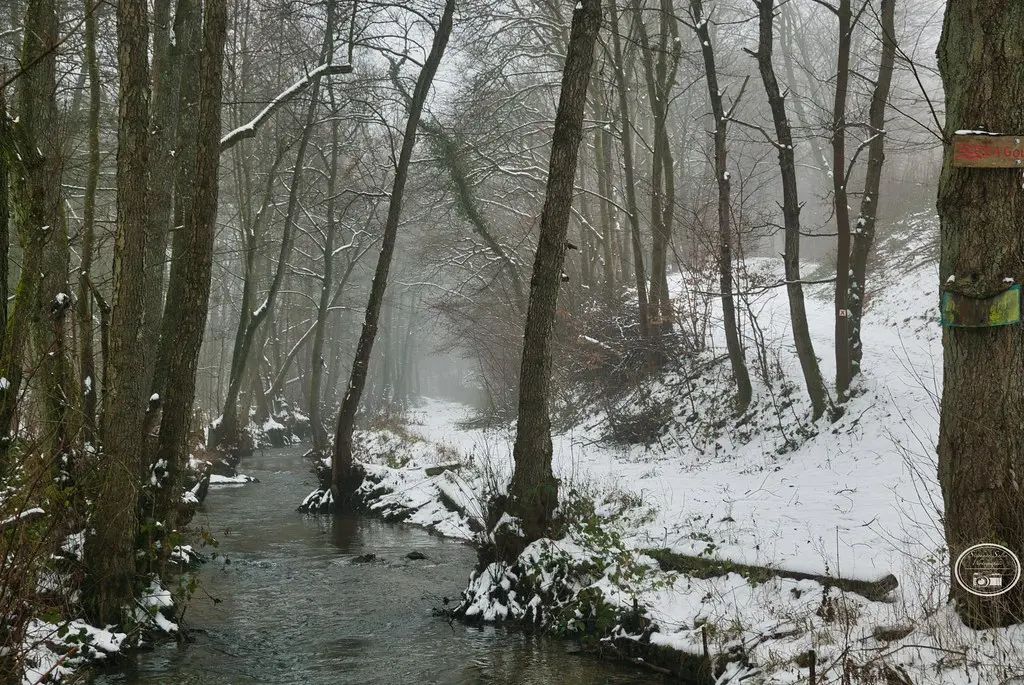 La Goutelle, la neige et le brouillard, sur le site du Pachy à Nouzonville.