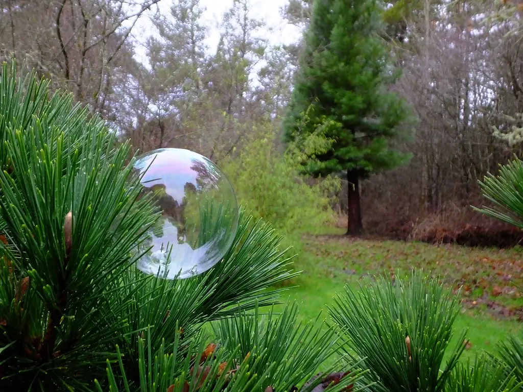 Piney Bubble 2
