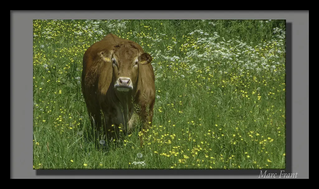 Puttelange 2018 05 - 042 lr Tpz b hd taureaux + vaches
