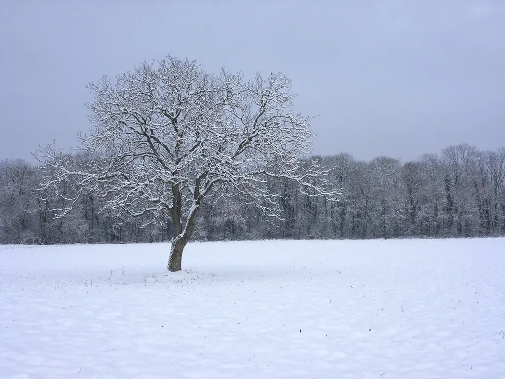 Hiver près de Reiningue