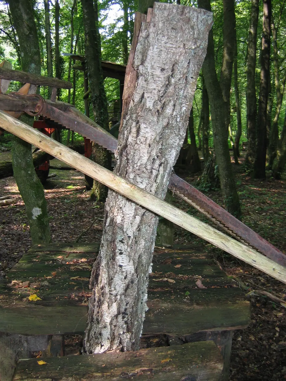 Scie Musee de la forêt de Renwez