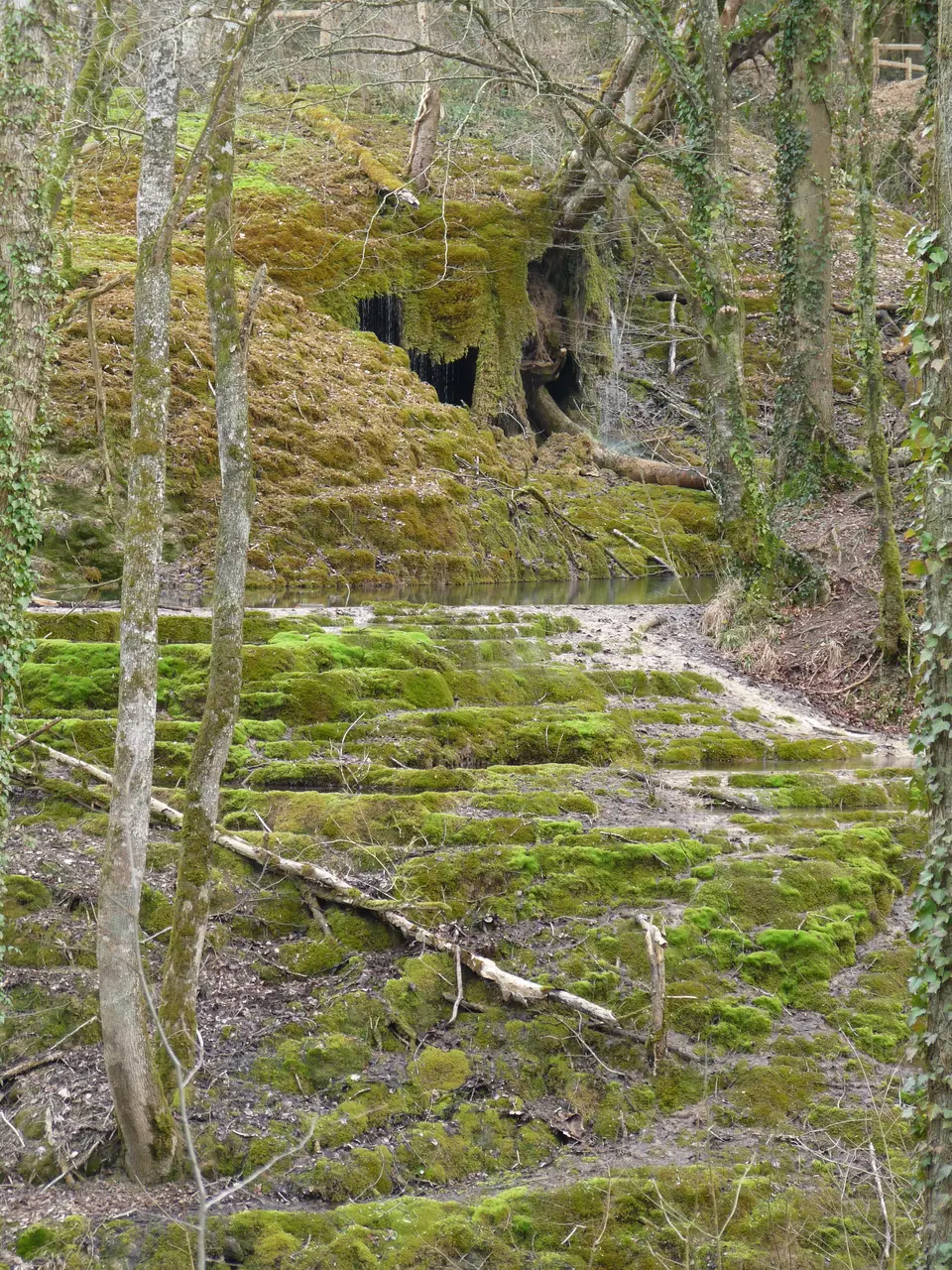 Tufière de Rolampont (2)
