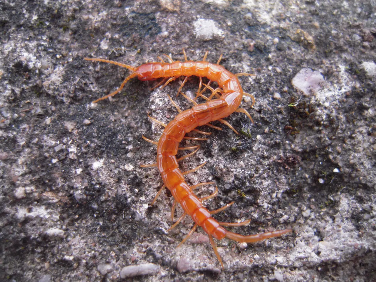 File:Cryptops hortensis Rombas 11.JPG