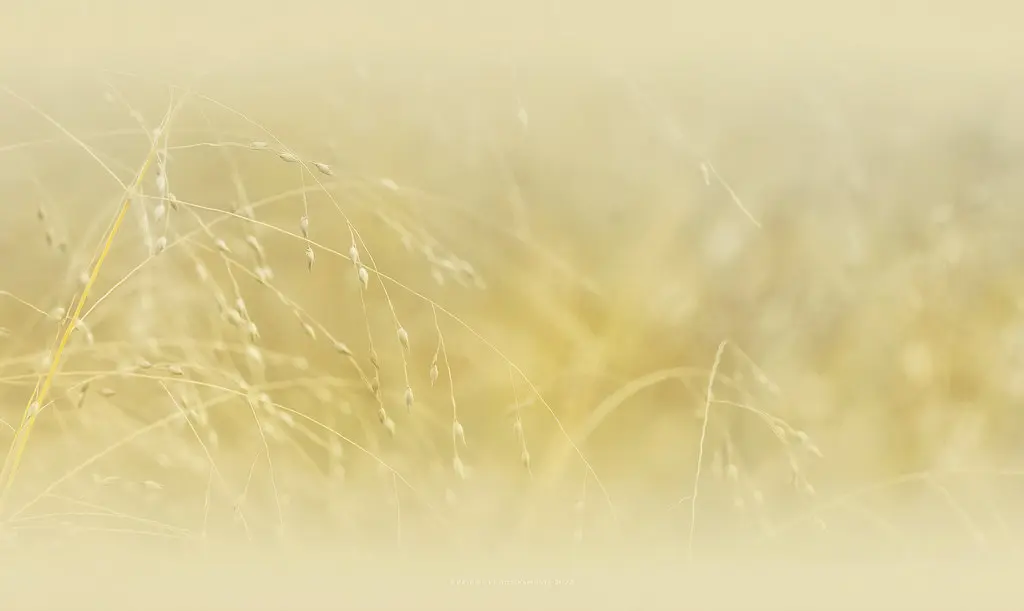 The Wisdom of wild grass (La sagesse des herbes sauvages)