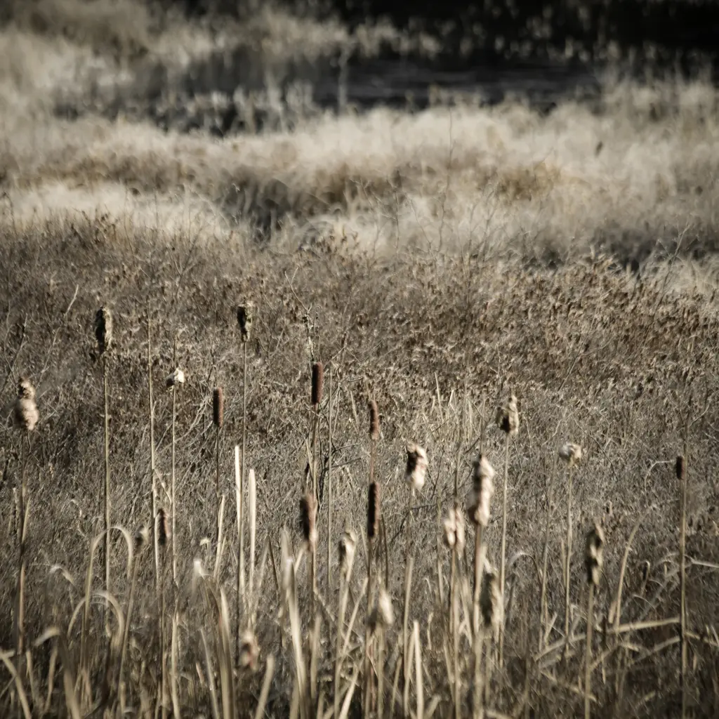 Immobiles les quenouilles... les pieds dans l'herbe... doux parfum sauvage du marais...!!!