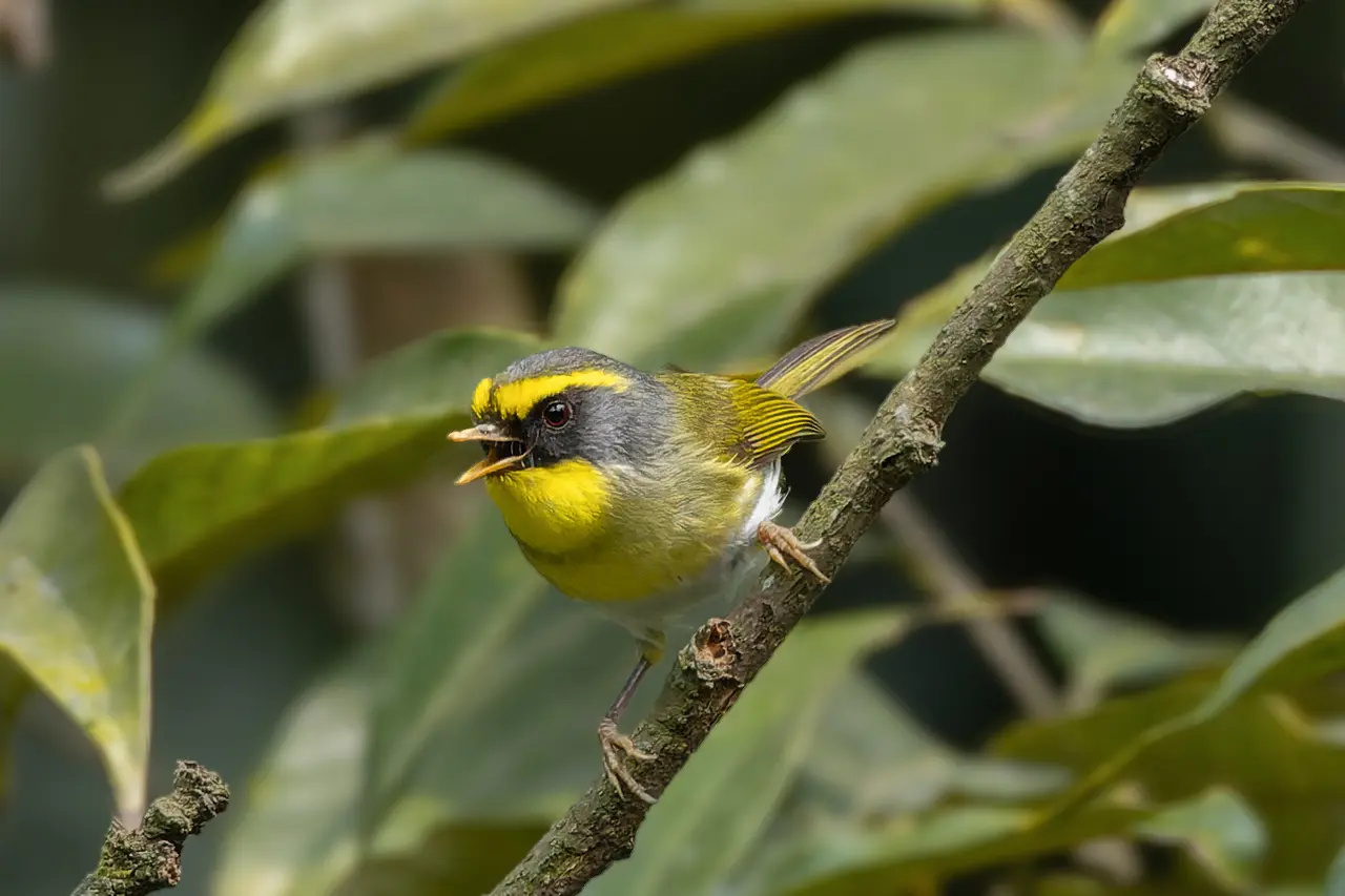Black-faced Warbler in Sillery Gaon March 2025 by Tisha Mukherjee 01