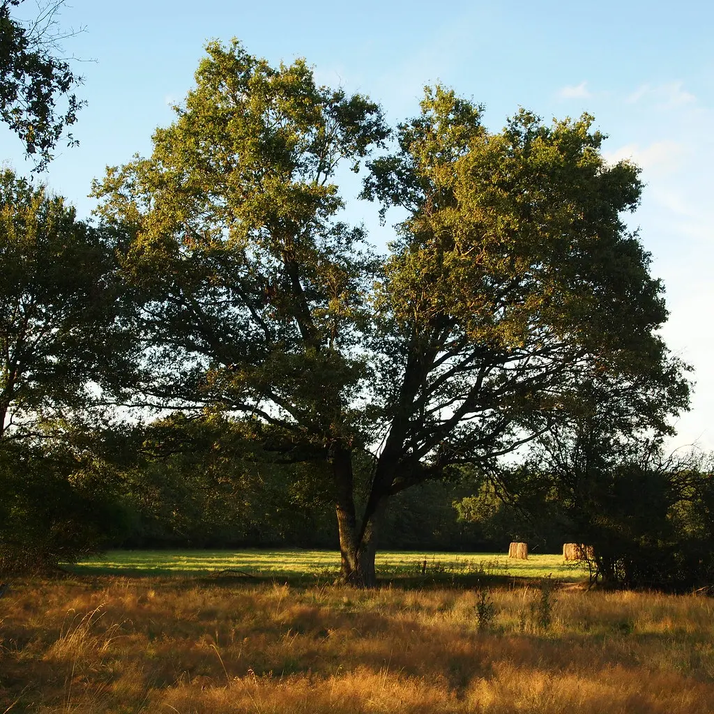 V shaped oak in Solgne
