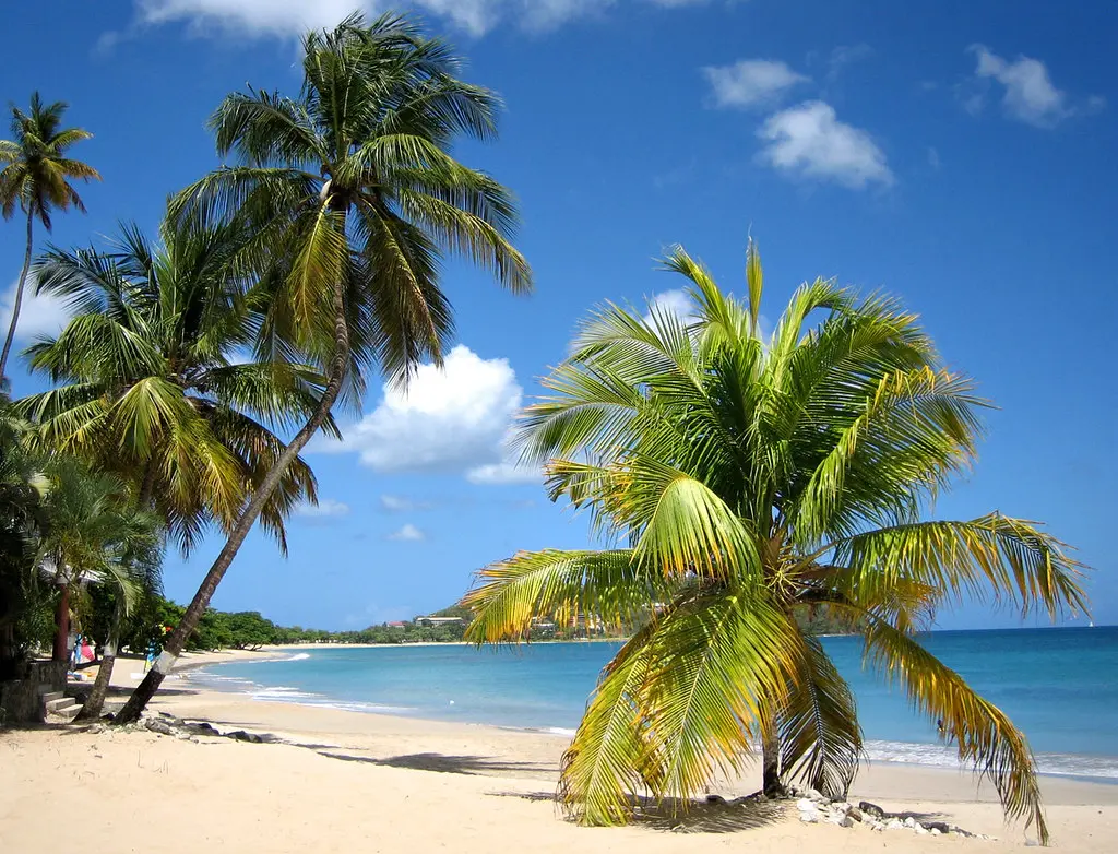 Vigie Beach and Palm Trees, St Lucia
