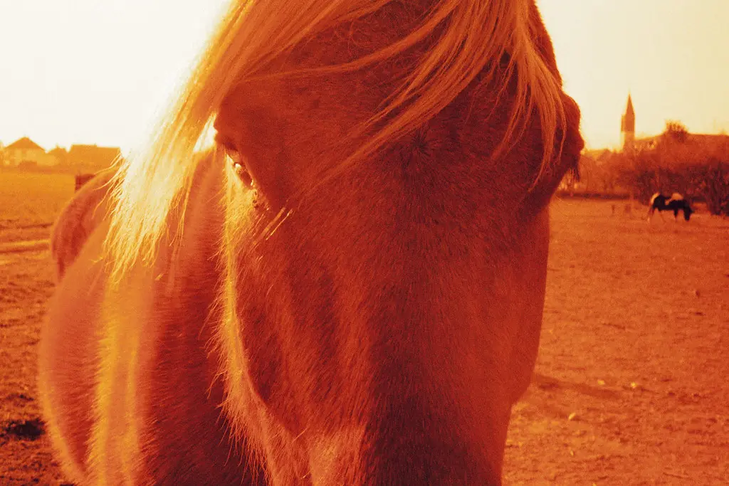 Horse - 06Mar11, Wittelsheim (France)