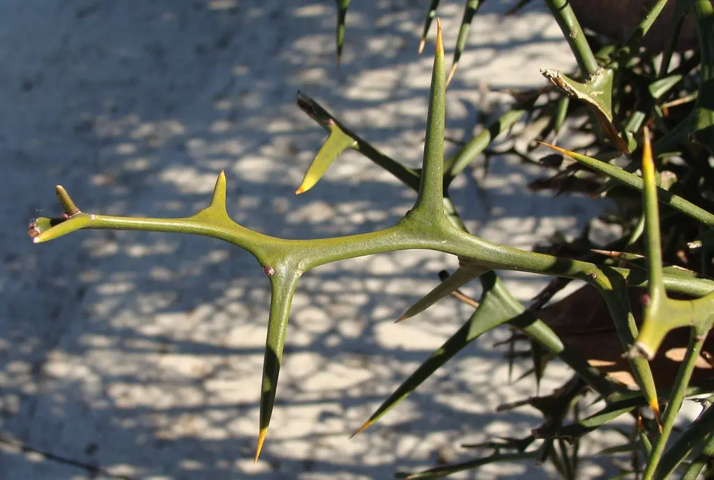 Thorns from thorny hedge, McGowan-Barksdale-Bundy House, Abbeville, SC