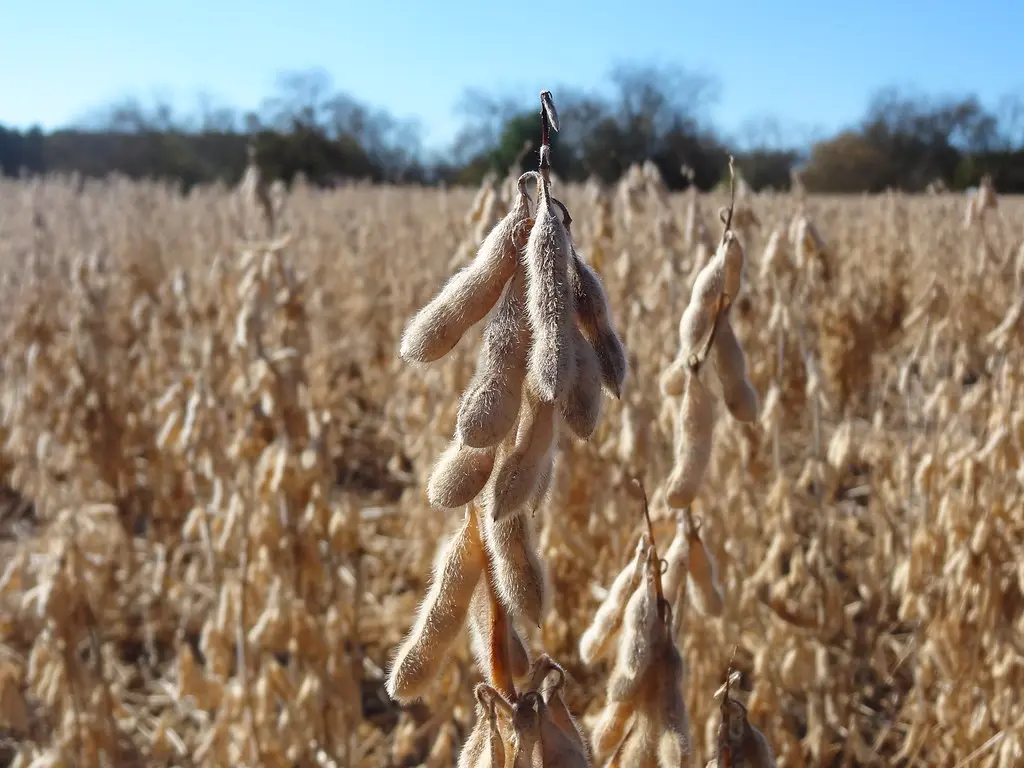 Soybean field, Abbeville Co, sooc, ready for harvest