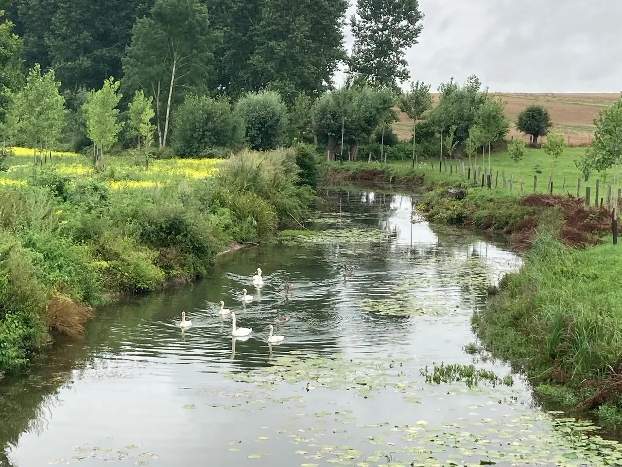 Cygnes-cignaux-depuis-pont-sur-airain