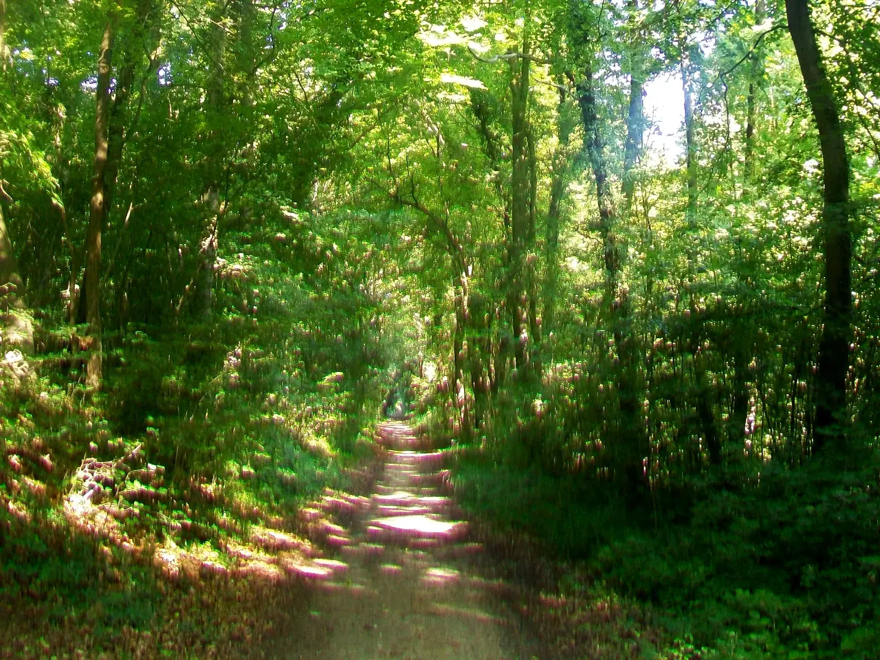 Angicourt (60), bois du Clocher du Bos