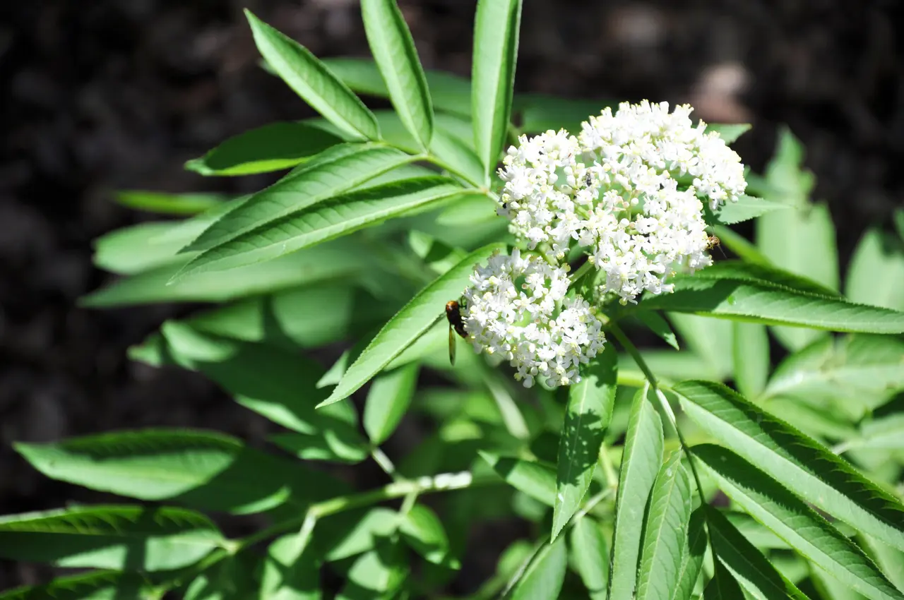 ანწლი Sambucus ebulus Attich, Zwergholunder