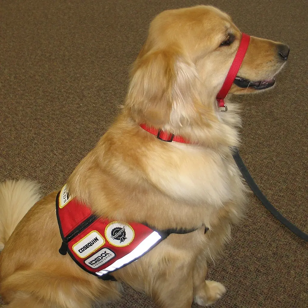 Aubie