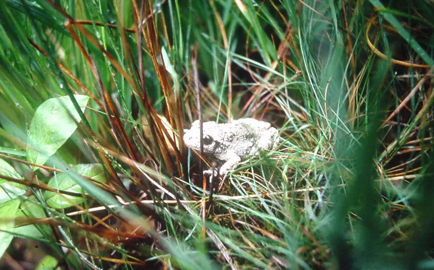 Alytes obstetricans Blendecques Heuringhem