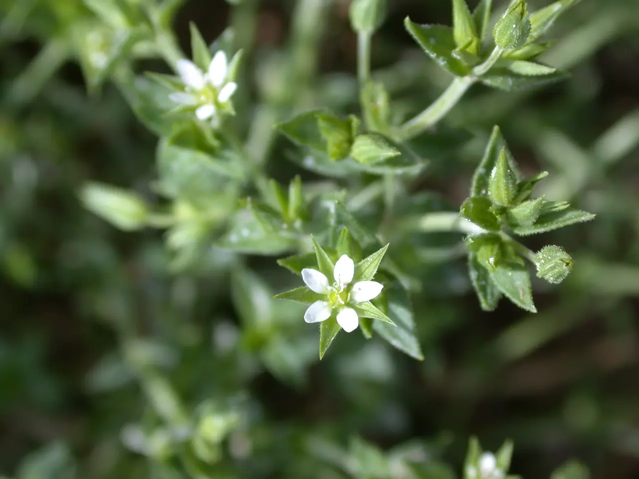 Arenaria serpyllifolia-ssp-leptoclados brasles 02 19052002 10