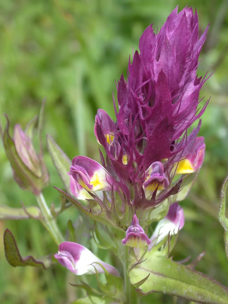 Melampyrum arvense brasles 02 19052002 6