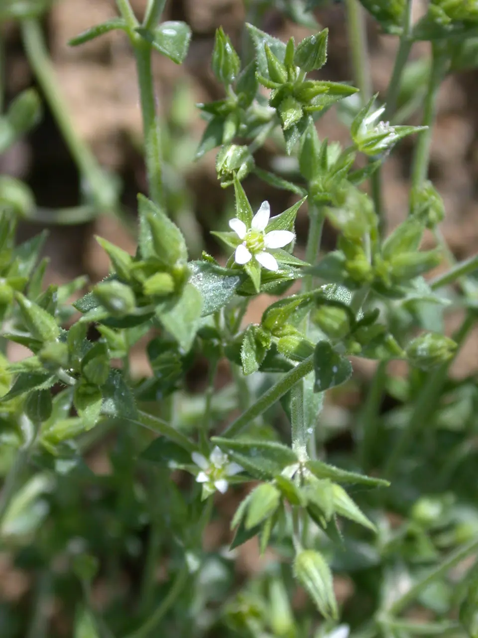 Arenaria serpyllifolia-ssp-leptoclados brasles 02 19052002 8