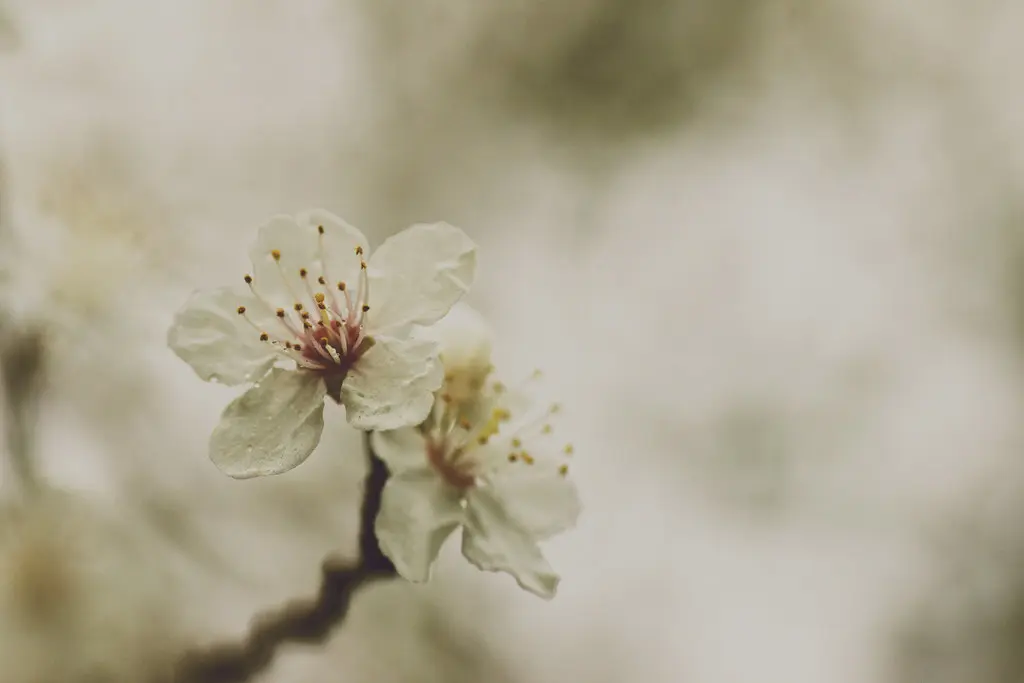 12/52 - Vintage Charm