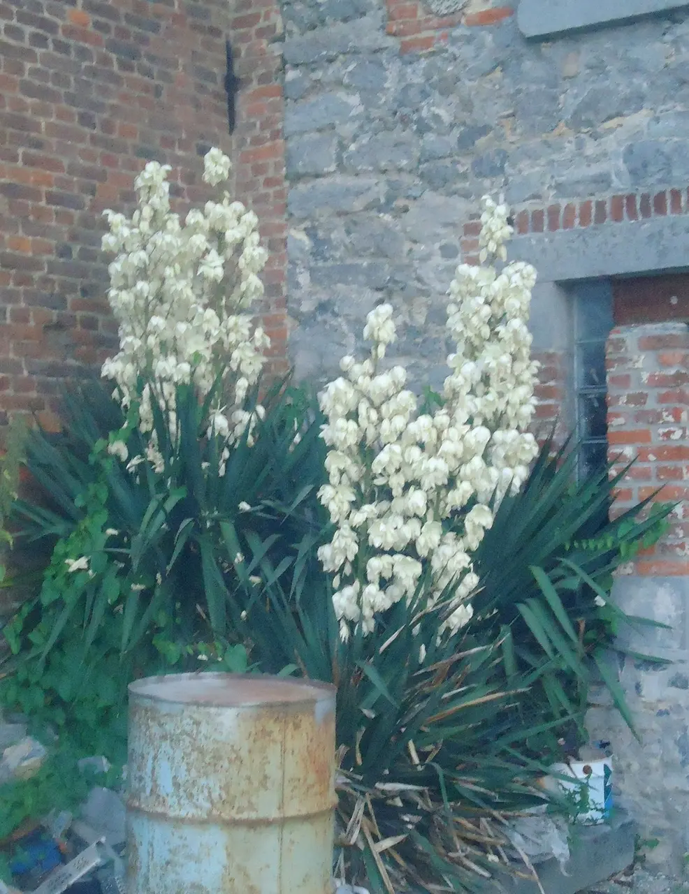 Yucca redevenu sauvage Colleret