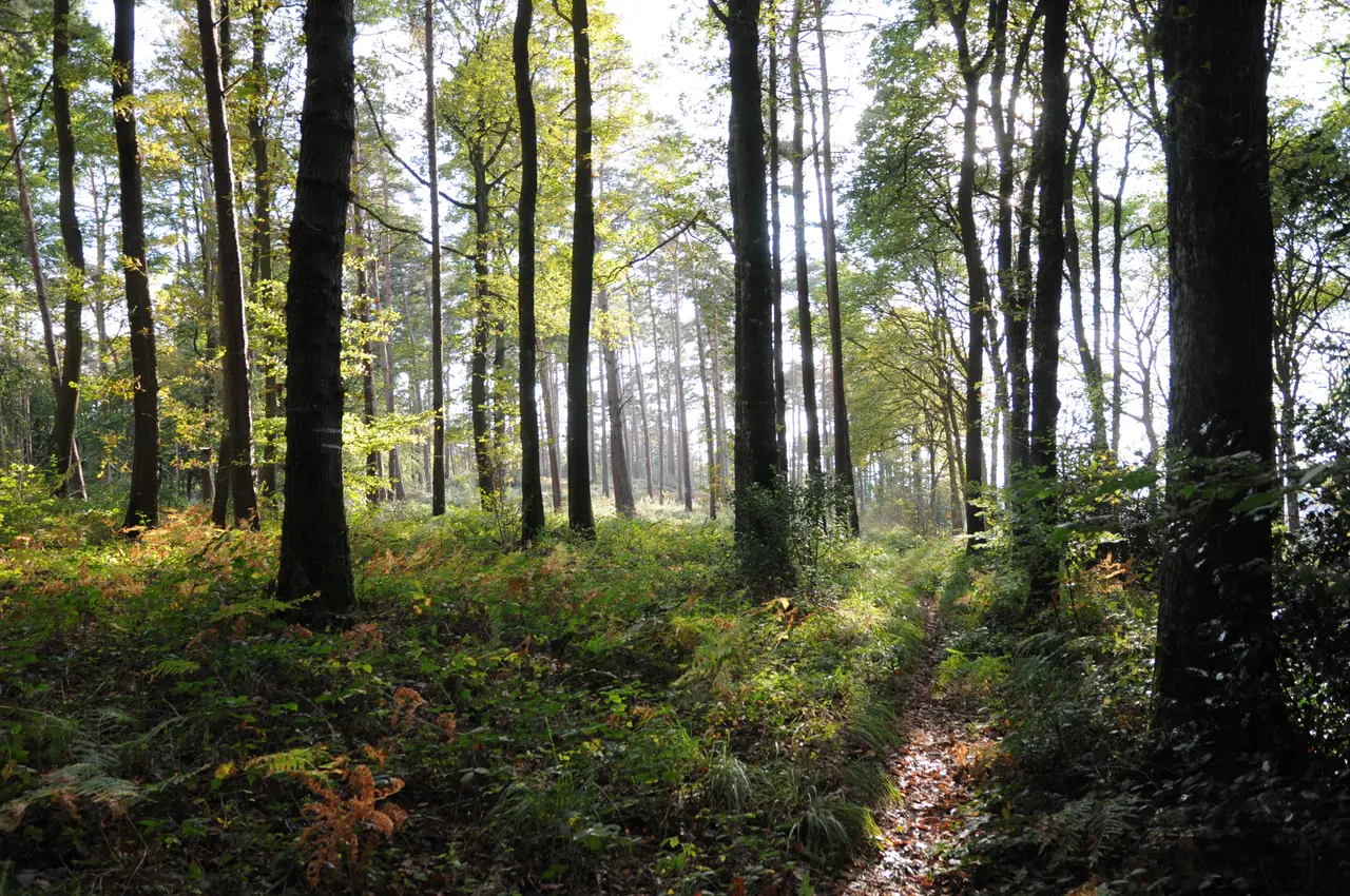 Forêt Domaniale de Desvres automne