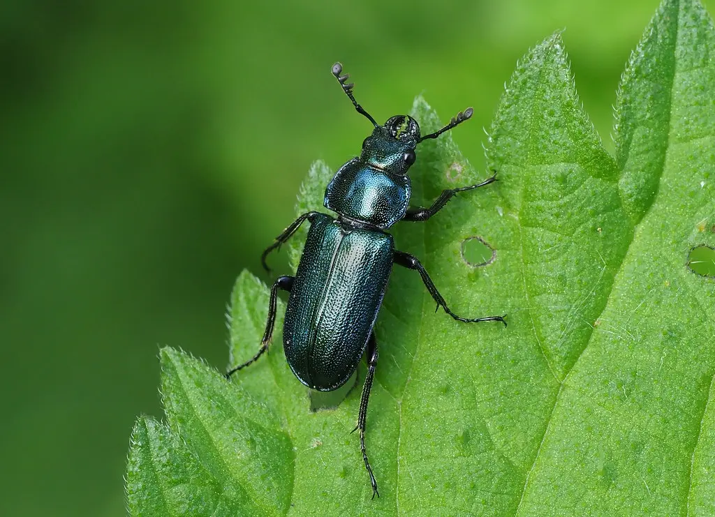 Chevrette bleue (Platycerus caraboides; Lucanidae), Forêt domaniale de Flines-lès-Mortagne, France