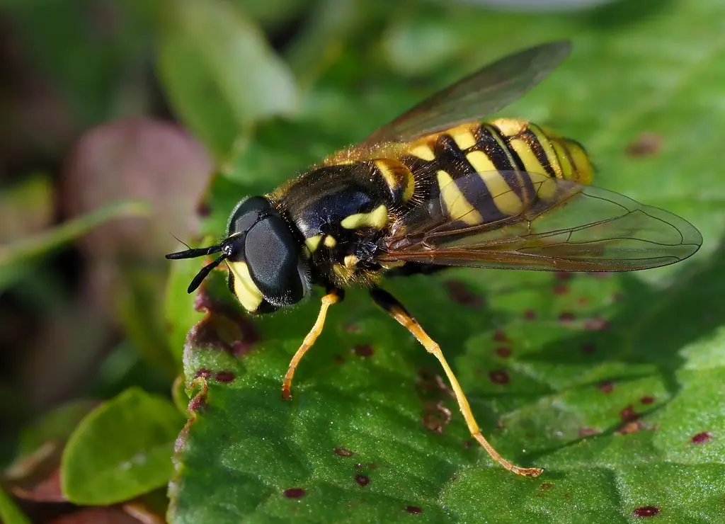 Chrysotoxum cautum ♂, Forêt domaniale de Flines-lès-Mortagne, France