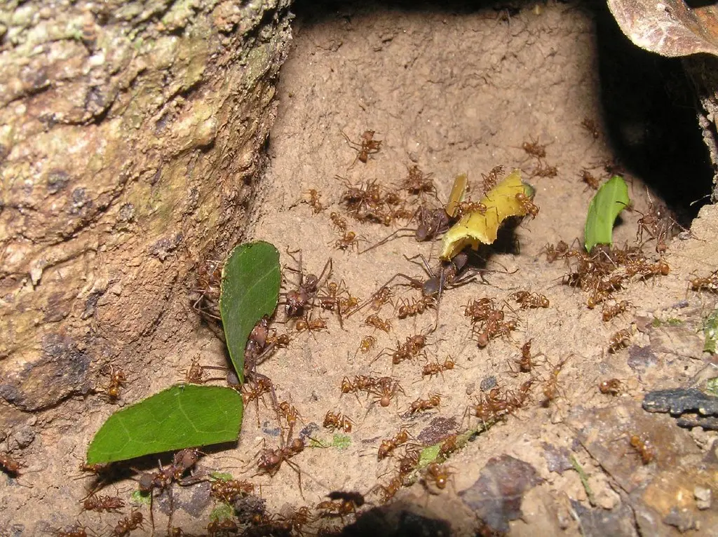 Leaf-cutter ants / Fourmis champignonnistes / Hormigas cortadoras de hojas