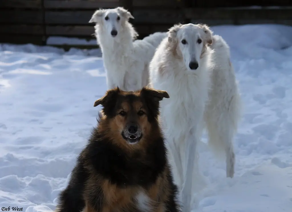 Three most serious squirrel hunters, Solara, Goguy and Kia (front, our most amazing hurricane Katrina rescue boy). The gang is loving the snow, well, all except for Harlie, our old cocker girl.