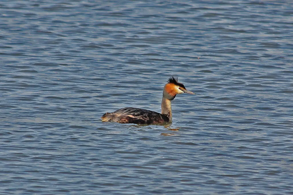 Grèbe huppé - Houplin-Ancoisne - Great Crested Grebe